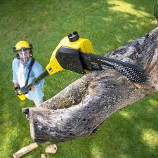 Best Utility Line Clearance  in Fruitland Park, FL