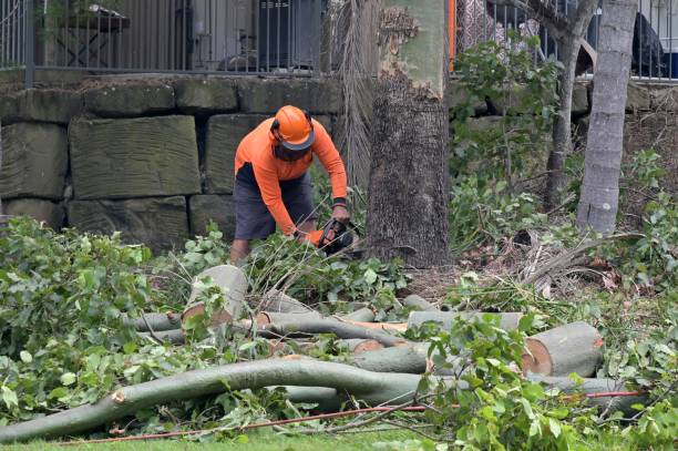 How Our Tree Care Process Works  in  Fruitland Park, FL